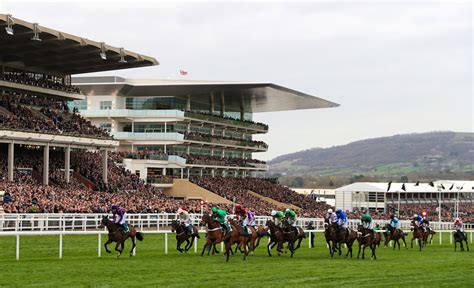 cheltenham races news